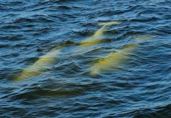 belugas swimming