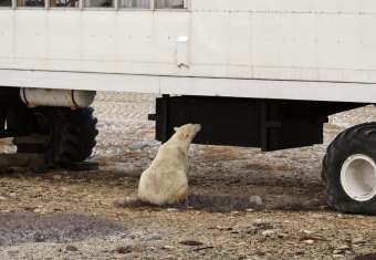 polar bear looking at tour vehicle