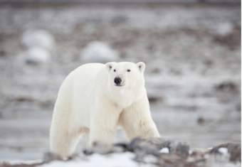 Polar bear at Manitoba