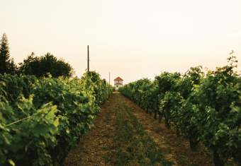 vineyard