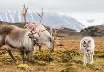 Reindeer in Norway