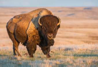 bison at Riding Mountain National Park